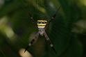 Argiope_keyserlingi_D7819_Z_88_North Stradbroke island_Australie